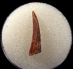 Siroccopteryx tooth for sale | Buried Treasure Fossils