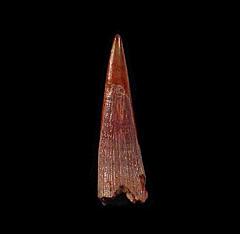 Big Pterosaur tooth for sale | Buried Treasure Fossils