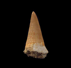 Real Platecarpus tooth for sale | Buried Treasure Fossils
