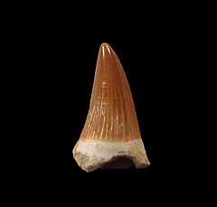Platecarpus Mosasaur tooth for sale | Buried Treasure Fossils