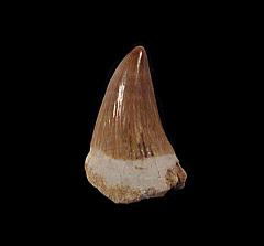 Real Platecarpus tooth for sale | Buried Treasure Fossils