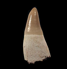 Dyrosaurus phosphaticus tooth for sale | Buried Treasure Fossils
