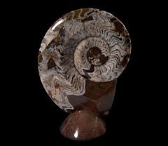 Moroccan ammonite display | Buried Treasure Fossils