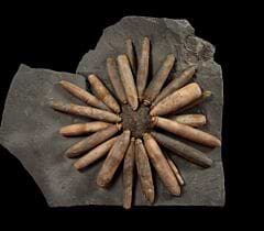 Asterocidaris bistriata club echinoid for sale | Buried Treasure Fossils