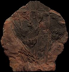 Rare Scyphocrinites crinoid holdfast for sale | Buried Treasure Fossils
