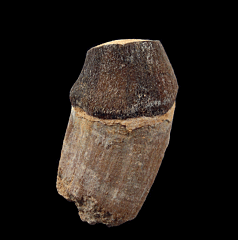 Moroccan Pappocetus tooth for sale | Buried Treasure Fossils