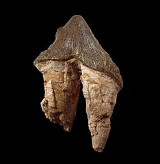 Rare Archaeocete whale ancestor tooth for sale | Buried Treasure Fossils