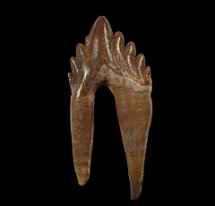Basilosaurus tooth from Morocco | Buried Treasure Fossils
