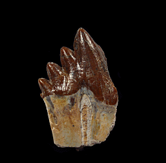 Moroccan Basilosaurus tooth for sale | Buried Treasure Fossils