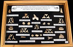 Large Moroccan Fossil Collection with Frame | Buried Treasure Fossils