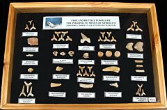 Large Moroccan Shark & Reptile Fossil Collection with Frame | Buried Treasure Fossils