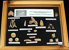 Moroccan Fossil Collection with Frame | Buried Treasure Fossils