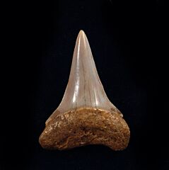 Big Moroccan Mako shark teeth for sale | Buried Treasure Fossils