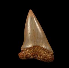 High Quality Moroccan Isurus hastalis tooth for sale | Buried Treasure Fossils
