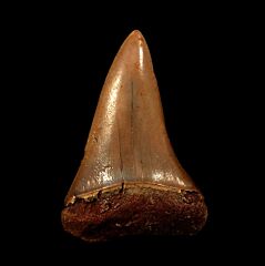 Real Moroccan Carcharodon hastalis tooth for sale | Buried Treasure Fossils