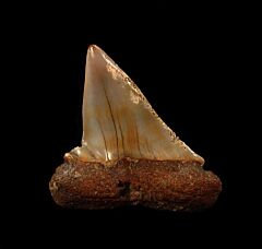Scarce Moroccan Isurus hastalis tooth for sale | Buried Treasure Fossils