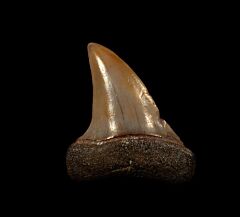 Real Moroccan Mako shark teeth for sale | Buried Treasure Fossils