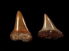 Scarce Dakhla Carcharodon hastalis tooth for sale | Buried Treasure Fossils