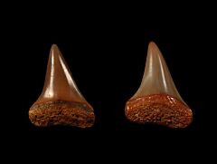 Real Dakhla Isurus hastalis tooth for sale | Buried Treasure Fossils