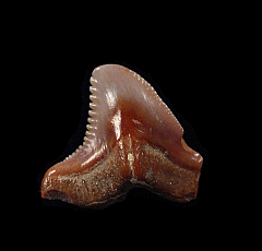Moroccan Hemipristis serra tooth for sale | Buried Treasure Fossils