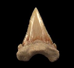Colorful Paleocarcharodon tooth for sale | Buried Treasure Fossils
