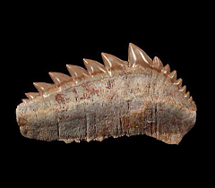 Large Notidanodon loozi shark tooth for sale | Buried Treasure Fossils