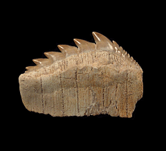 Rare Notidanodon loozi cow shark tooth for sale | Buried Treasure Fossils