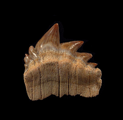 Moroccan Notidanodon loozi shark tooth | Buried Treasure Fossils