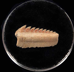 Hexanchus microdon