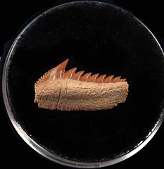 Hexanchus microdon tooth M660 | Buried Treasure Fossils