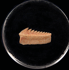 Hexanchus microdon