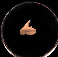 Hexanchus microdon tooth M665 | Buried Treasure Fossils