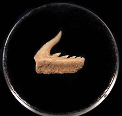 Rare Moroccan Weltonia Cow shark tooth for sale | Buried Treasure Fossils