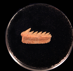Heptranchias howellii tooth for sale