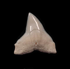 Big Modern Bull shark tooth for sale | Buried Treasure Fossils