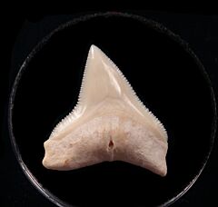 Real Modern Bull shark tooth for sale | Buried Treasure Fossils