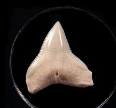 Perfect Big Modern Bull shark tooth for sale | Buried Treasure Fossils