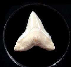 Modern Bull shark tooth for sale | Buried Treasure Fossils