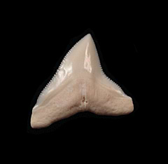 Real Modern Bull shark tooth for sale | Buried Treasure Fossils