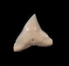 Modern Carcharhinus leucas tooth for sale | Buried Treasure Fossils