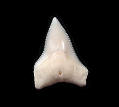 White Bull shark tooth for sale | Buried Treasure Fossils