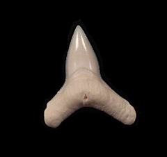 Killer Carcharhinus leucas shark tooth for sale | Buried Treasure Fossils