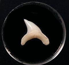Bigeye Thresher tooth for sale | Buried Treasure Fossils
