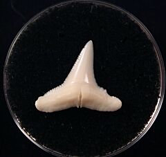 Modern Blacktip shark tooth | Buried Treasure Fossils  