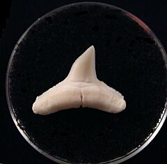 Modern Carcharhinus  shark tooth | Buried Treasure Fossils  