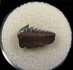 Hexanchus collinsonae tooth – Buried Treasure Fossils