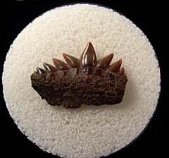 Calvert Cliff Hexanchus tooth | Buried Treasure Fossils