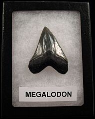 Real Megalodon teeth for sale | Buried Treasure Fossils