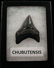 Cheap Megalodon tooth for sale | Buried Treasure Fossils