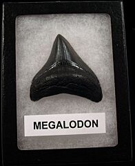 My First Megalodon tooth for sale | Buried Treasure Fossils